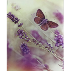 Ρόλερ Μονόχρωμο Ψηφιακής Εκτύπωσης E181 Butterfly Anartisi