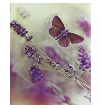 Ρόλερ Μονόχρωμο Ψηφιακής Εκτύπωσης E181 Butterfly Anartisi